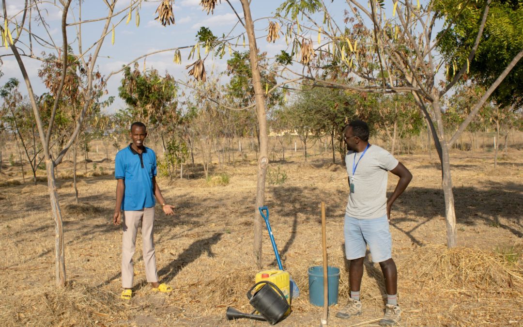 Lohnen sich landwirtschaftliche Projekte in Afrika?